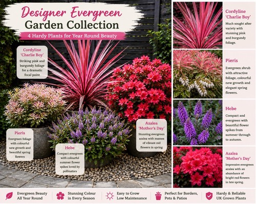 Designer evergreen garden - designer,