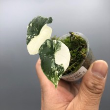 Alocasia Melo Albo Variegated