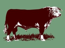 Texas Hereford Association NEW