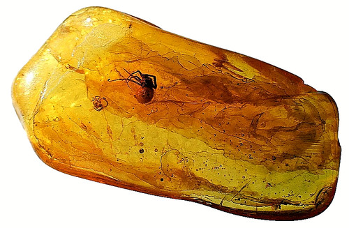 Genuine baltic amber - with, two