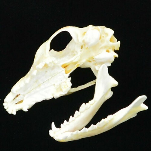 Real animal skull - skull, red