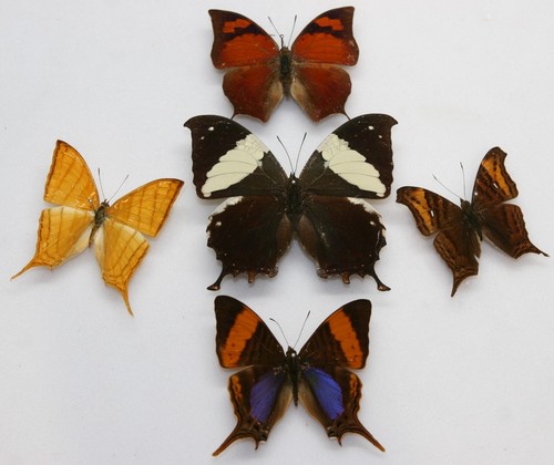 Real butterfly specimens - butterfly,