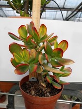 Crassula Ovata 'Hummels