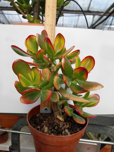 Crassula ovata hummels - ovata, 'hummels