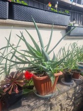 Aloe vera large - vera, plant