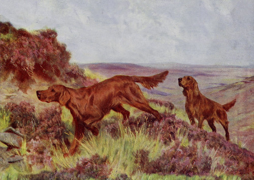 Irish setter dog greeting - irish,