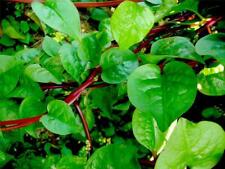 Malabar Lal Red Poi Saag, 40 Seeds Sow Mar-June, Like Spinach, for Asian Recipes