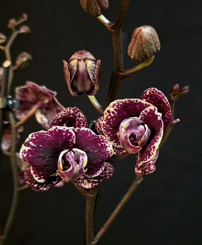 Rare phalaenopsis black - phalaenopsis, 'black