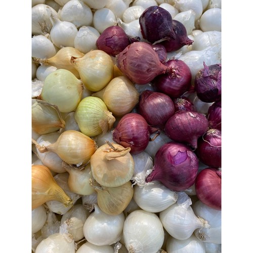 Mixed onion red yellow - yellow, and