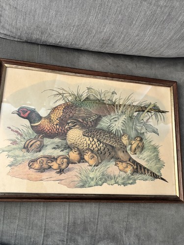 Jacques cartier pheasant - pheasant, &