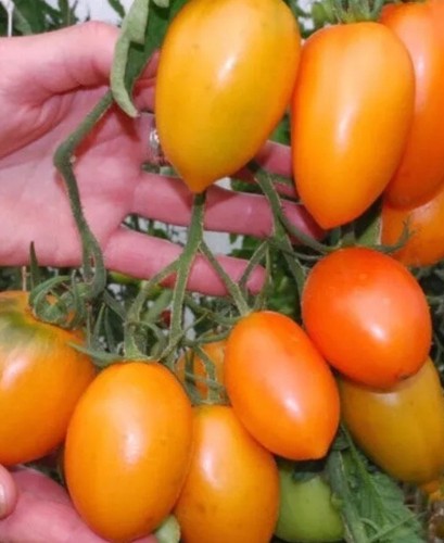 Tomato seeds orange plum - 15,
