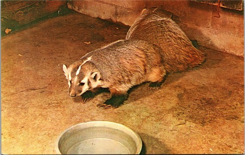 Postcard animal badger tuffie - animal,
