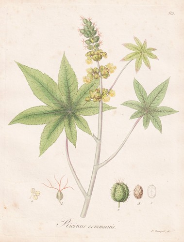 Ricinus communis medicinal