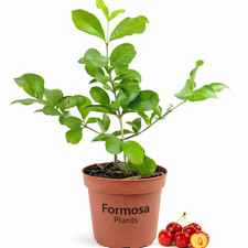 Barbados Cherry - Live Plant