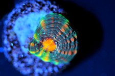 Corals of Eden ~ Live Coral