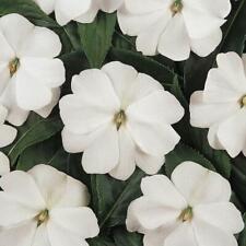 BUSY LIZZIE - BABY SERIES WHITE - 240 SEEDS - IMPATIENS WALLERIANA - TOP FLOWER