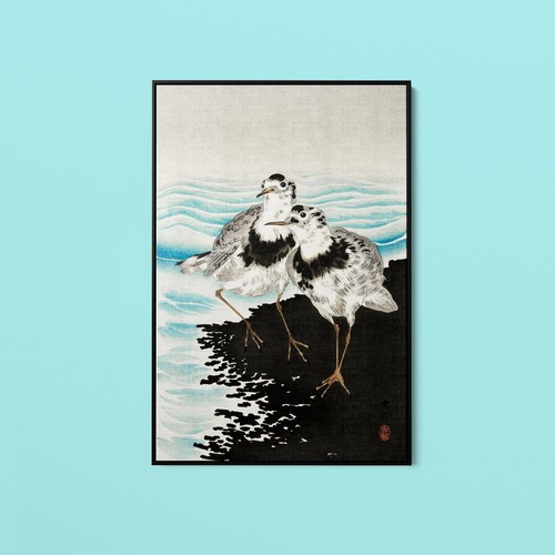 Ohara koson large - koson, coot