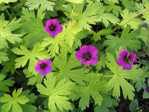 Geranium cranesbill anne - geranium,