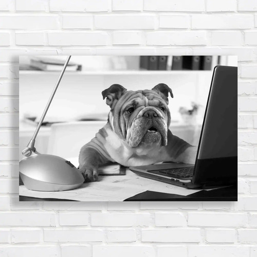 English bulldog sitting a - bulldog,