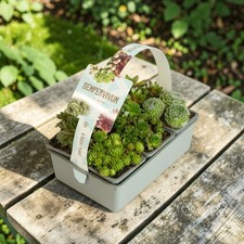 Sempervivum Plants in 7cm Pots