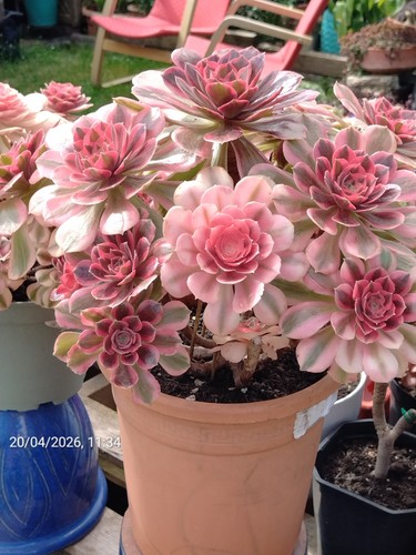 Size one pot - one,