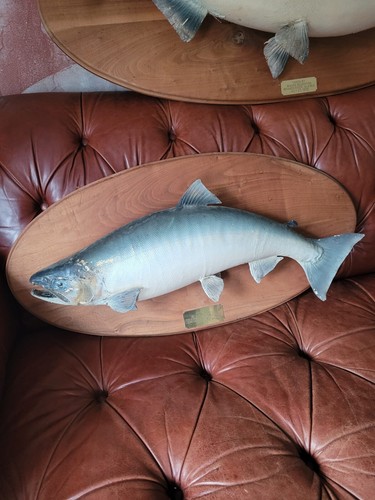 Taxidermy trout salmon carp