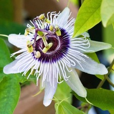 Passiflora Beauty of Hannover Evergreen Climbing Exotic Garden Plant in Pot