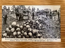 Sutton’s  Prizewinner Mangel Vintage Postcard. Rural Farming/Social History 1914