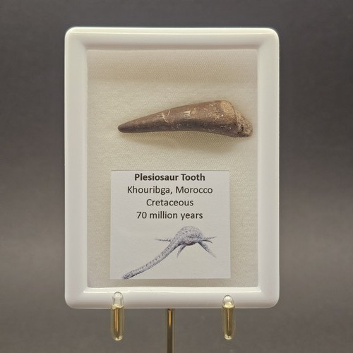 Genuine plesiosaur tooth - genuine,