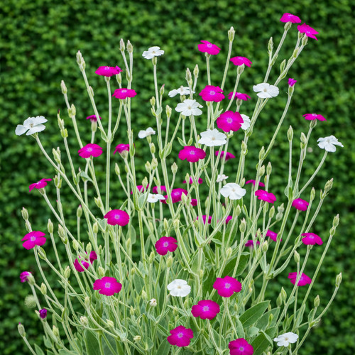 Silene coronaria rose - silene, coronaria-