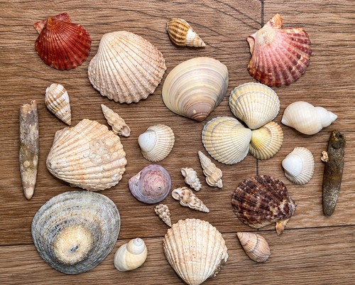 Mixed natural seashell - natural,