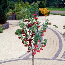 Rare Tall Cherry Fruit Tree