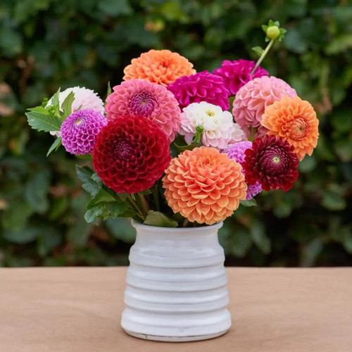 Dahlia pom - pom, lucky