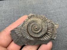 Pyrite Fossil Ammonite