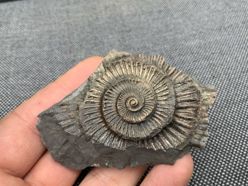 Pyrite fossil ammonite - pyrite,