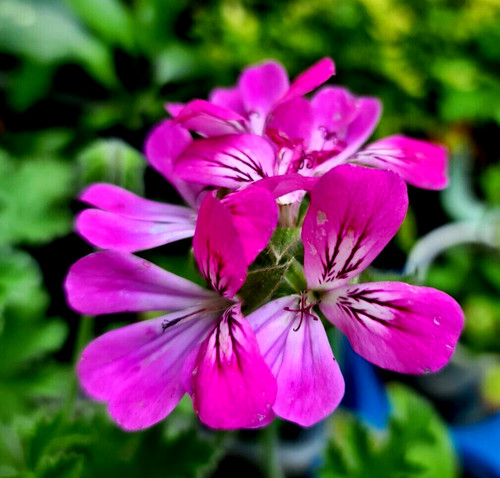 Pink capitatum pelargonium - pink,