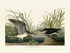 John James Audubon - Solitary