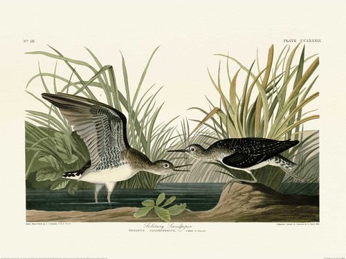 John james audubon solitary - james,