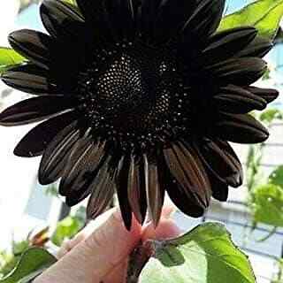Black beauty sunflower - 20,