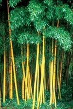 10 Seeds Yellow Bamboo Fresh