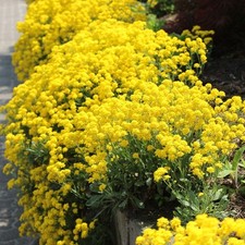 Alyssum Montanum Berggold