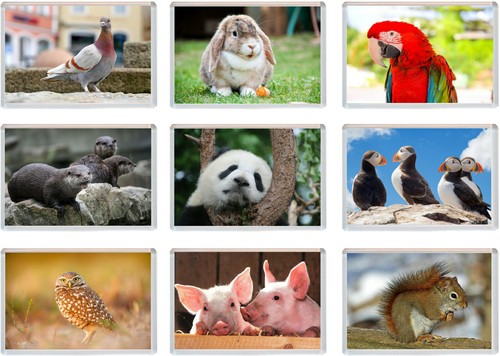 Various animals x - animals, 96