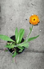 10x fox and cubs perennial