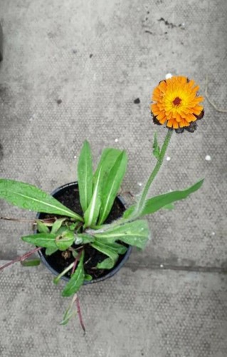 10x fox and - cubs, perennial