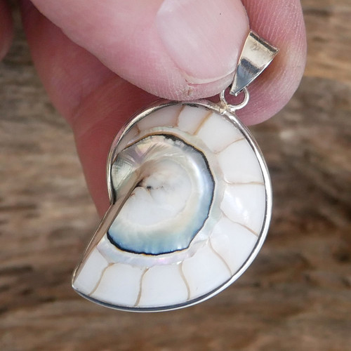 Small white nautilus shell - white,