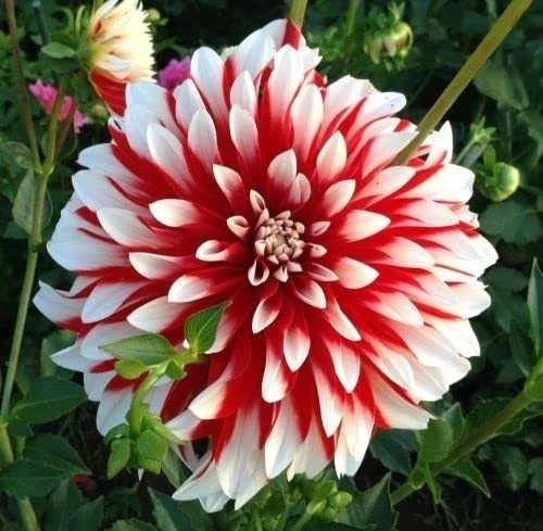 Imported winter dahlia red - winter,
