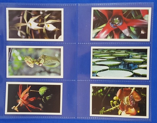 Grandee cigar cards - cigar,