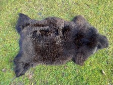 Nice New Real Rare Breed