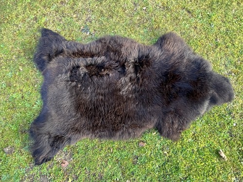 Nice new real rare breed - nice,