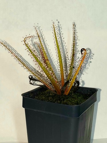 Drosera regia king - drosera, sundew"